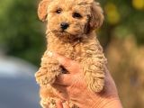 Teacup Boy Apricot Toypoodle Kg Garanti̇li̇