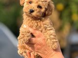 Teacup Boy Apricot Toypoodle Kg Garanti̇li̇