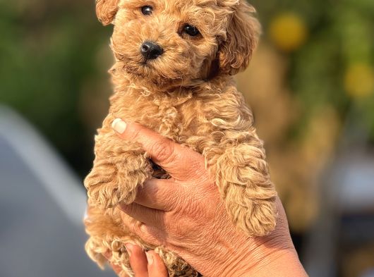 Teacup Boy Apricot Toypoodle Kg Garanti̇li̇ görsel