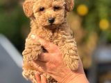 TEACUP BOY APRICOT TOYPOODLE KG GARANTİLİ