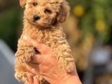 Teacup Boy Apricot Toypoodle Kg Garanti̇li̇