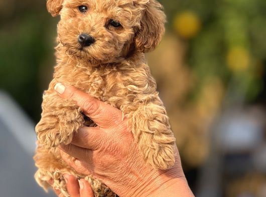 Teacup Boy Apricot Toypoodle Kg Garanti̇li̇ görsel