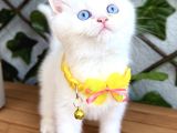 Di̇kkat Aşik Olabi̇li̇rsi̇ni̇z Di̇şi̇ Ve Erkek Bebeler