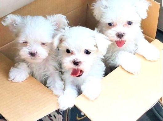 Veteri̇ner Kontrollü Maltese Teacup Bebekler görsel