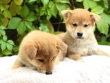 Safkan Shiba Inu Yavruları