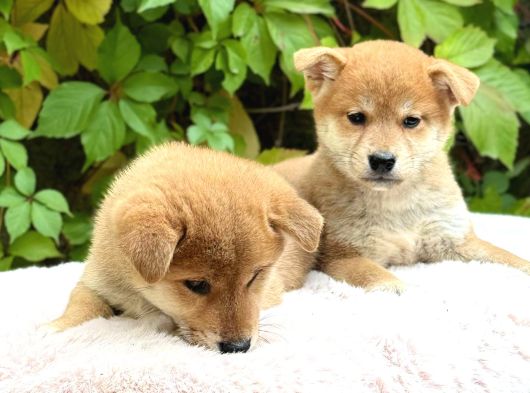 Safkan shiba inu yavruları