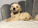 Safkan baby face golden bebekler