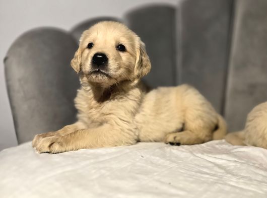 Safkan Baby Face Golden Bebekler