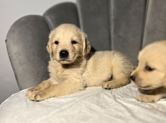 Safkan Baby Face Golden Bebekler görsel
