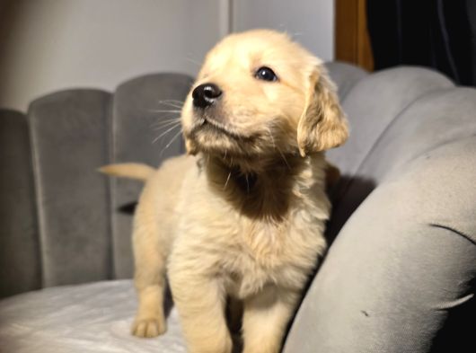 Safkan Baby Face Golden Bebekler görsel