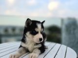 Şeytan maske mavi gözlü husky yavrular