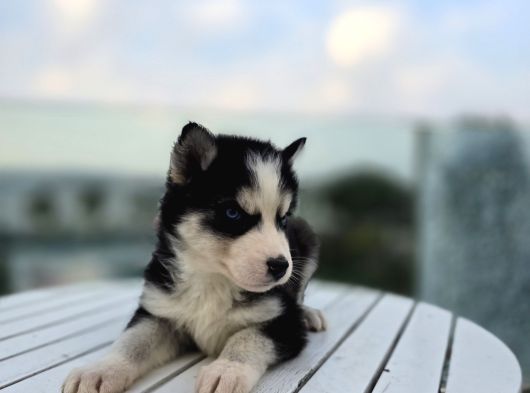 Şeytan Maske Mavi Gözlü Husky Yavrular