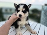 Şeytan Maske Mavi Gözlü Husky Yavrular