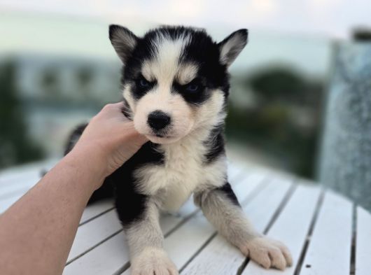 Şeytan Maske Mavi Gözlü Husky Yavrular görsel
