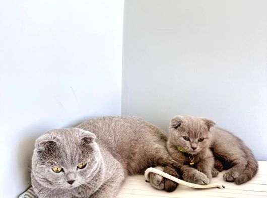 Scottisch Fold Lilac Yavrumuza Yuva Arıyoruz
