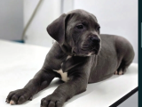 Irkının güzeli cane corso yavrular