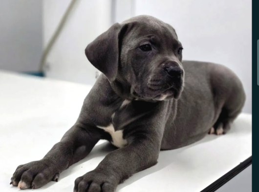 Irkının Güzeli Cane Corso Yavrular