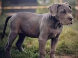 Irkının Güzeli Cane Corso Yavrular