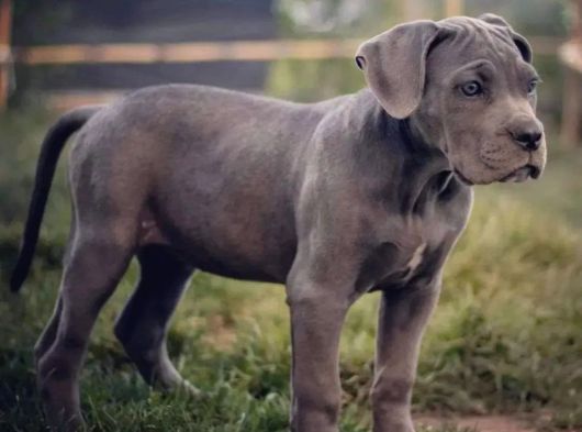 Irkının Güzeli Cane Corso Yavrular görsel