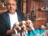 Cavalier Bebeklerimiz Için Acele Edin
