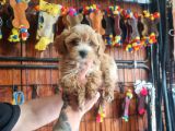 Maltipoo bebeklerimiz için acele edin