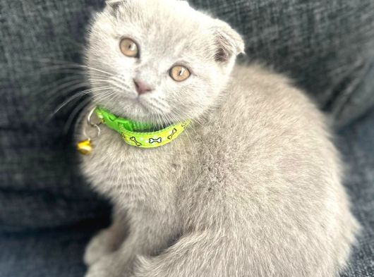 Scottisch Fold Lilac Yavrumuza Yuva Arıyoruz görsel