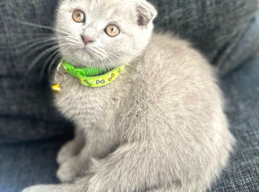 Scottisch Fold Lilac Yavrumuza Yuva Arıyoruz görsel