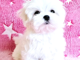 Maltese terrier yavru