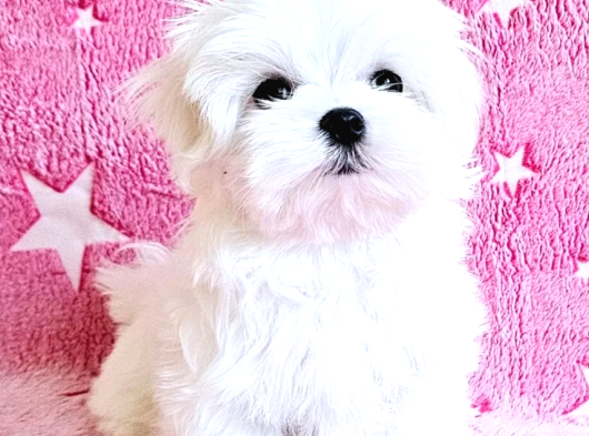 Maltese Terrier Yavru