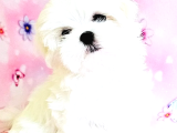 Maltese Terrier Yavru