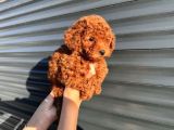 Toy poodle yavrular