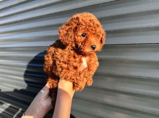 Toy Poodle Yavrular