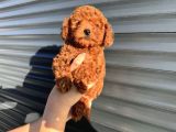 Toy Poodle Yavrular