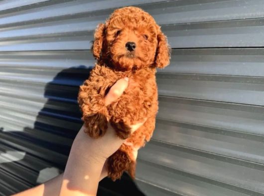 Toy Poodle Yavrular görsel