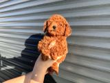 Toy Poodle Yavrular