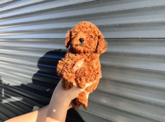 Toy Poodle Yavrular görsel