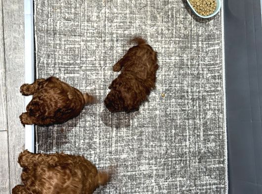 Kore Kan Tüy Dökmez Koku Yapmaz Bebekleri̇mi̇z görsel