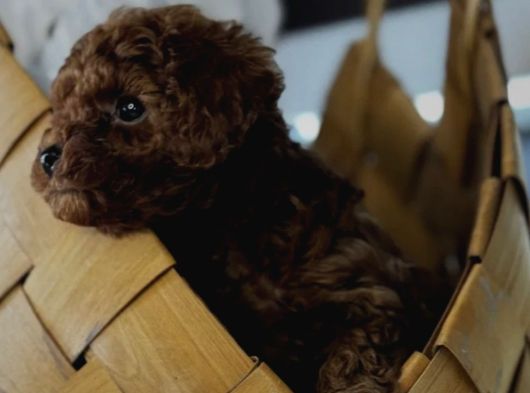 Toy Poodle Yavrular görsel