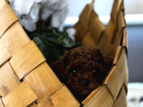 Toy Poodle Yavrular