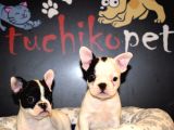 French Bulldog Yavrular