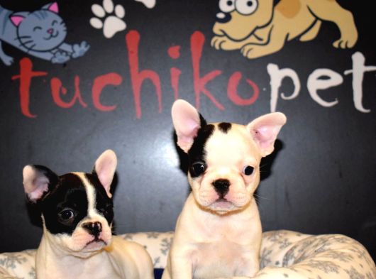 French Bulldog Yavrular görsel