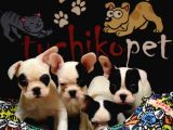 French bulldog bebekler
