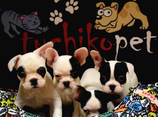 French Bulldog Bebekler