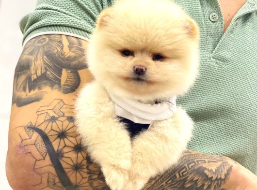 A Kalite Pomeranian Boo