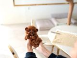 Mi̇cro Boy Toy Poodle Bebekleri̇m
