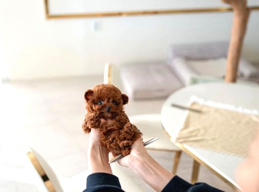 Mi̇cro Boy Toy Poodle Bebekleri̇m görsel