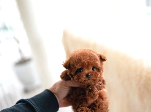 Mi̇cro Boy Toy Poodle Bebekleri̇m görsel