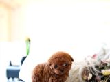 Mi̇cro Boy Toy Poodle Bebekleri̇m