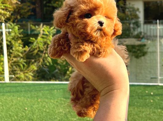 Apartman Ev Ortamina En Uygun Toy Poodle Bebekleri̇m görsel