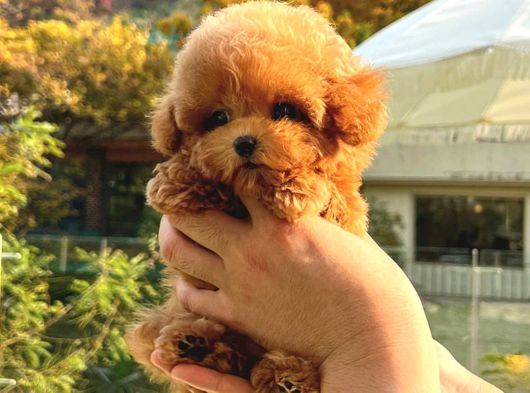 APARTMAN EV ORTAMINA EN UYGUN TOY POODLE BEBEKLERİM